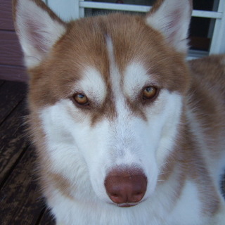 茶色ハスキーのペコくん