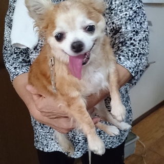 緊急！14年連れ添った家族に手放される２匹