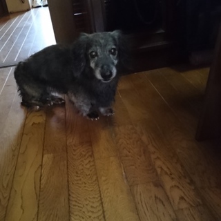 緊急！17年連れ添った家族に手放される２匹