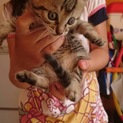 ぱっちりお目めの子猫ちゃん