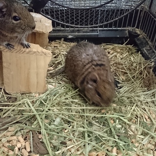 デグーの雄 里親募集