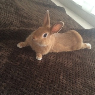 元気なネザーランド里親お願いします。