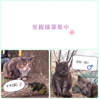 二匹同時に引き取ってくださる方募集！