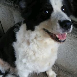 ボーダーコリー 女の子 あい
