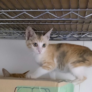 里親決定、リリトコちゃんメス三毛猫