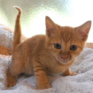 犬同居可。留守番可。猫トイレ使用可。可愛い茶トラ