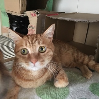 譲渡予定。ニャン太くん去勢ワクチン済