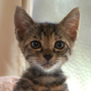 犬同居可。留守番可。猫トイレ使用可。可愛いキジメス