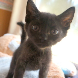 犬同居可。留守番可。猫トイレ使用可。可愛い黒メス