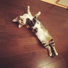 の写真