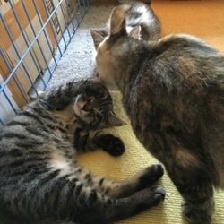 「あれからのポコ」サムネイル2