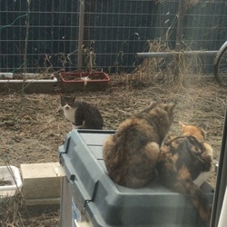 「あれからのポコ」サムネイル3