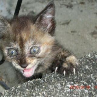 緊急性を感じた優しい方から、連絡いただきました。