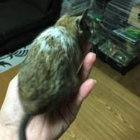 琥珀（こはく）