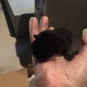 至急‼︎里親募集します