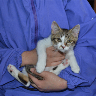  子猫の里親募集します。