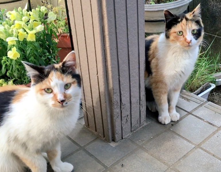 1歳野良猫の三毛猫姉妹」千葉県 - 猫の里親募集(88405