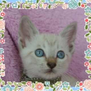 里親様決定！有難うございました。シャムの男の子♪♪