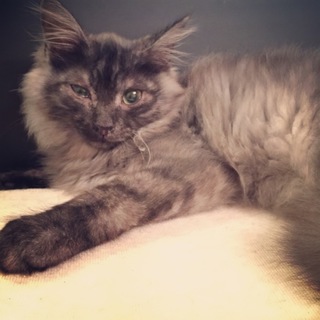 フワフワ長毛猫！２匹の兄弟