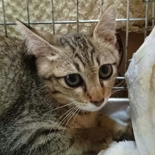 ビビちゃんの里親募集しております。