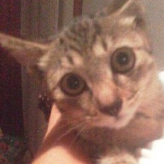 キジトラのちーちゃんの里親募集中