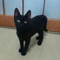 美しい黒ネコ 二ヶ月半、男の子