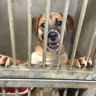 甘えん坊やんちゃなポテチちゃん女の子