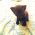 黒猫の男の子