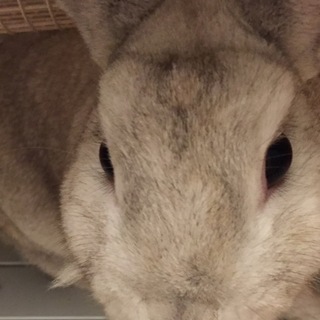 【急募】一歳5ヶ月のうさちゃんです。