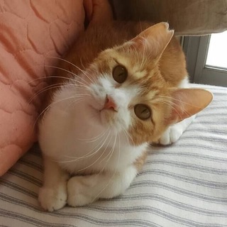 茶白甘えん坊男の子