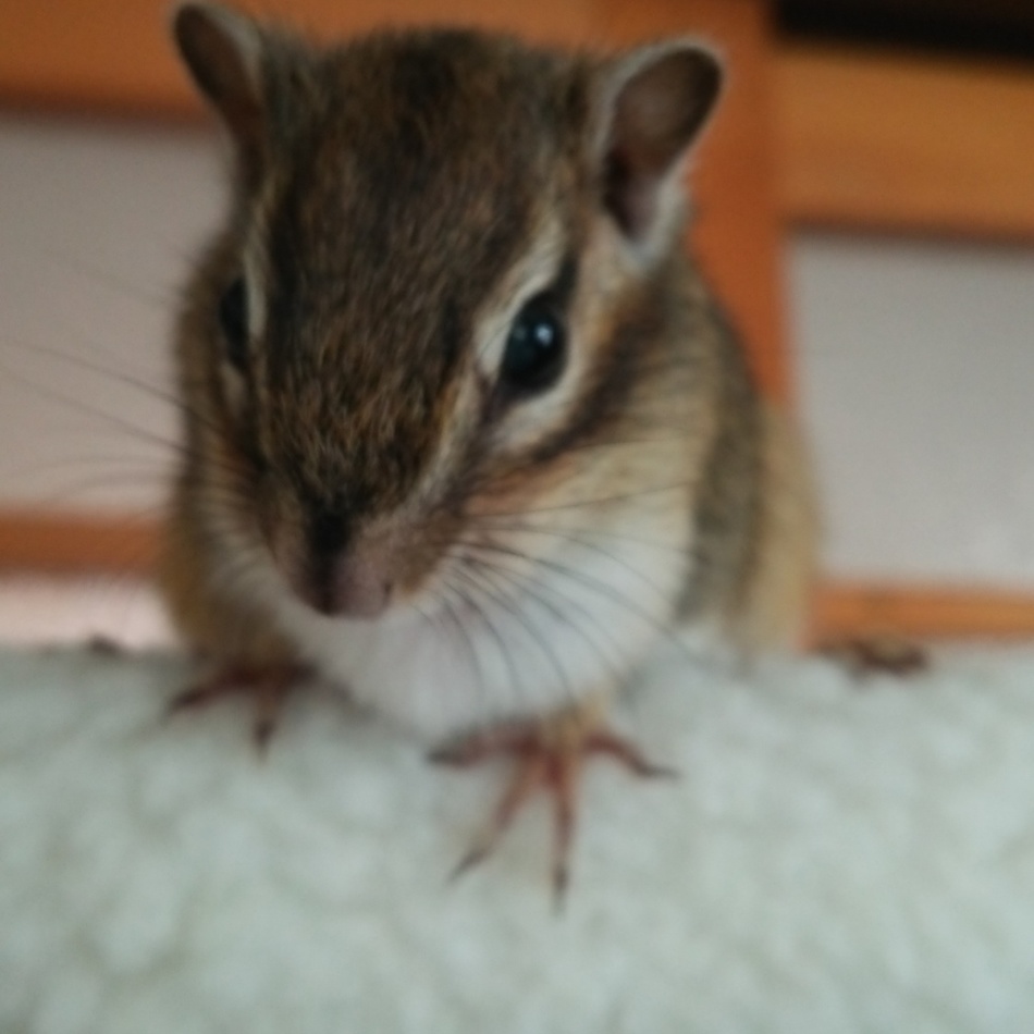 まろんのカバー写真