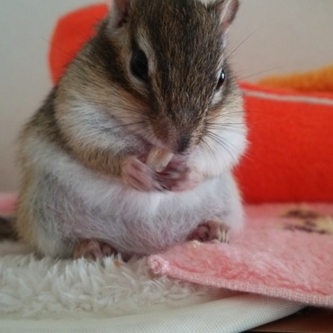 ひまわりの種、うまうま