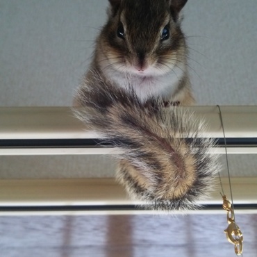 ちょっとほっぺが重いでちよ