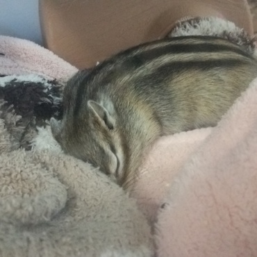 疲れたから、ちょっとお昼寝