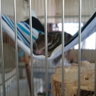 ハンモックの上でお昼寝中なの