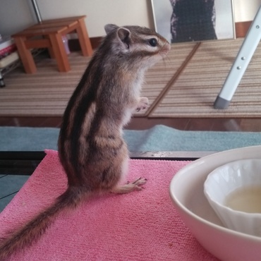 いたずらしに行こうかな