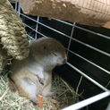 リチャードソンジリス