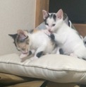 大至急、里親さん募集です