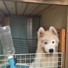 欠点サモエド仔犬里親募集 サムネイル2