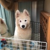 欠点サモエド仔犬里親募集 サムネイル3