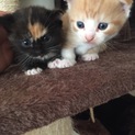 子猫の里親を探します。