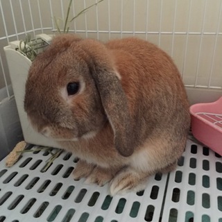 2歳8ヶ月ロップイヤーラビット