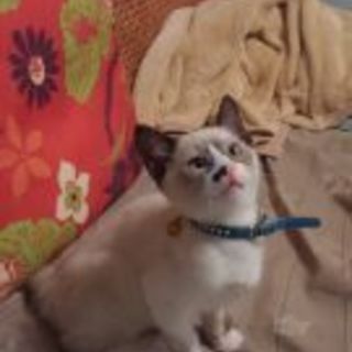 倉庫のドラム缶の中、必死に生きていた子猫です