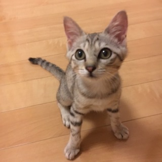 美人さんグレートラ  彩乃ちゃん