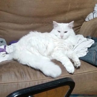 年寄りの白いオス猫 飼って下さい！