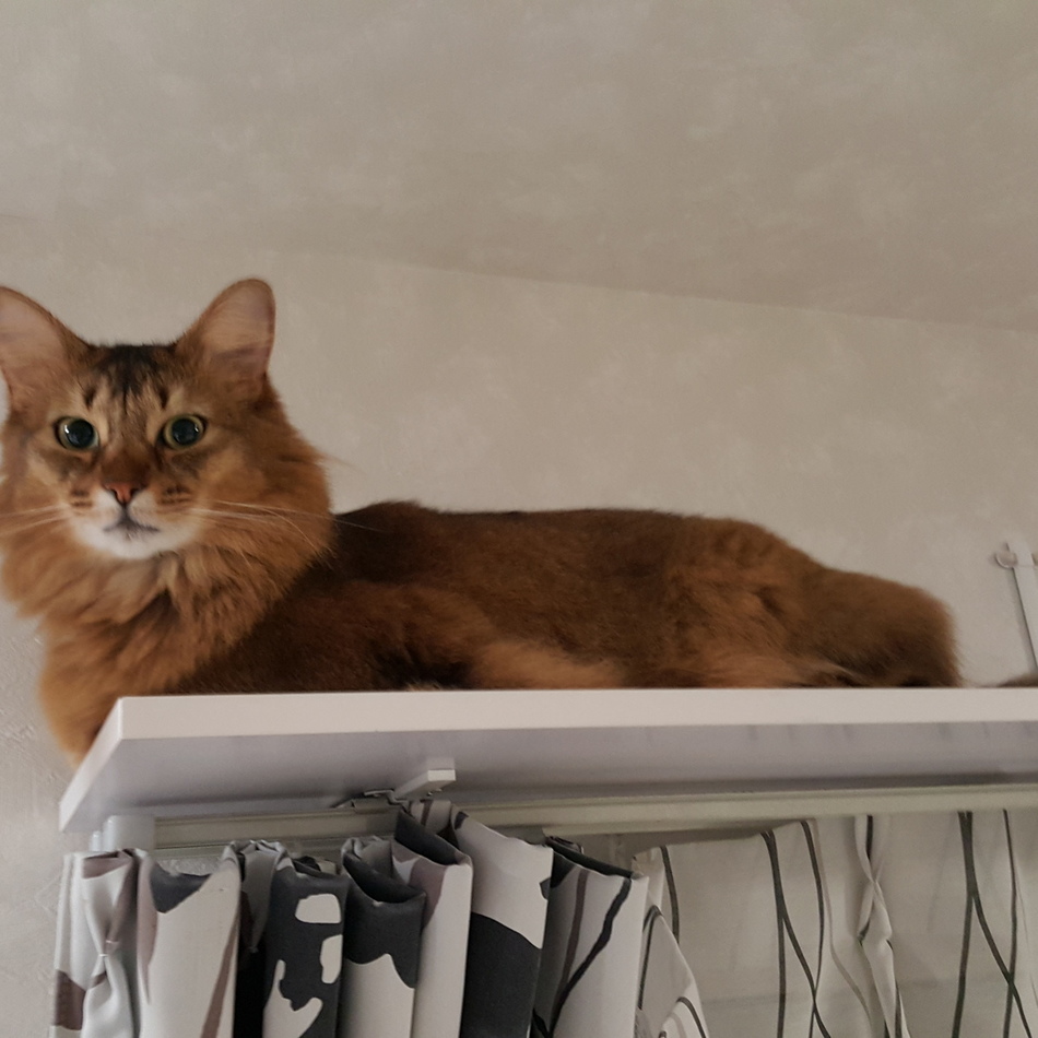 リオンのカバー写真