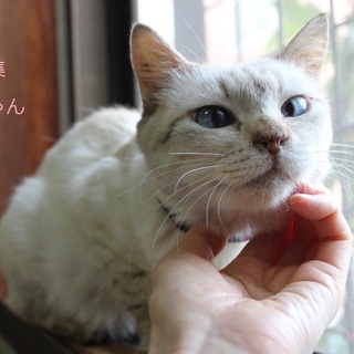 あまあま♥シャム系ユニちゃん里親募集