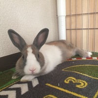 ココア