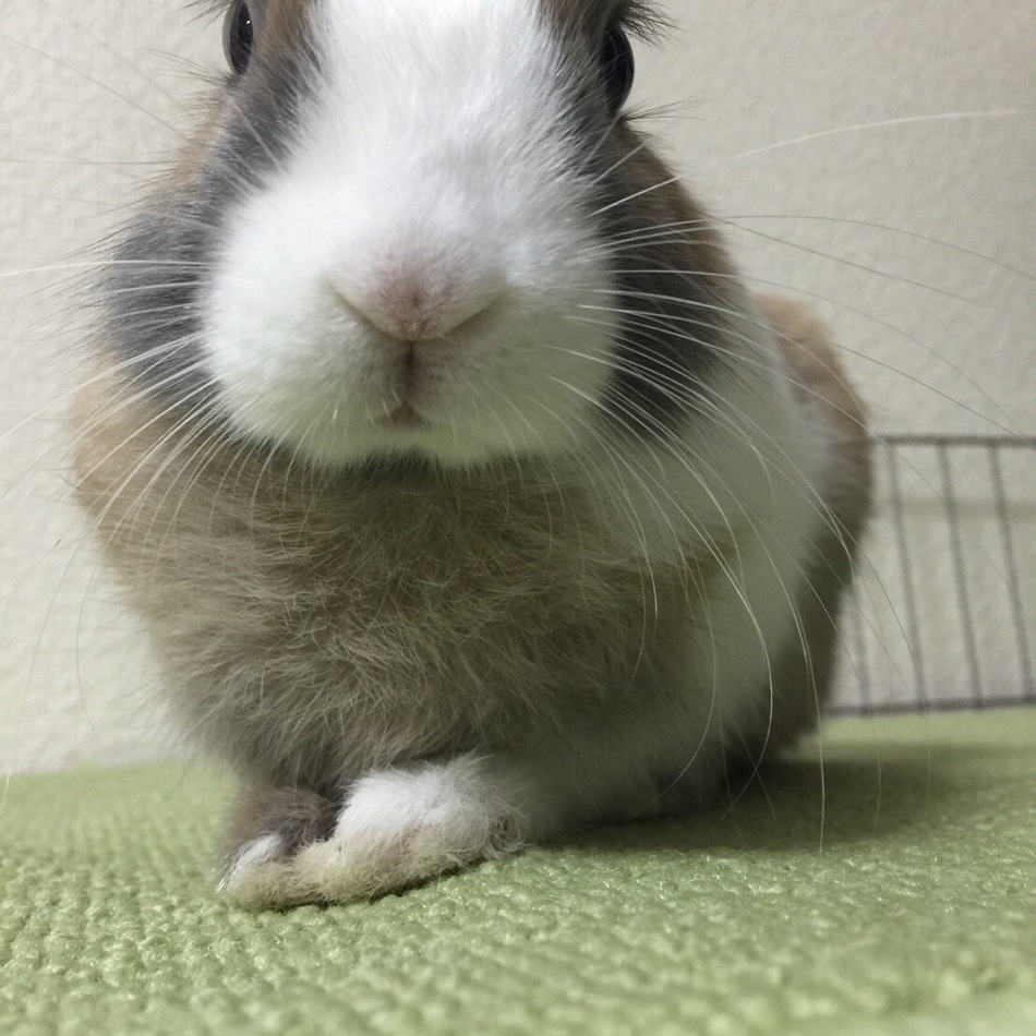 ココアのカバー写真