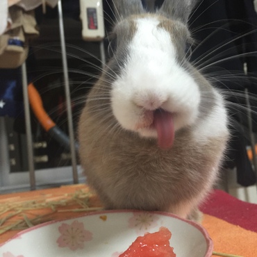 スイカを食べてる